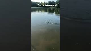 Риболовля на коропа та амура (червень 2024)