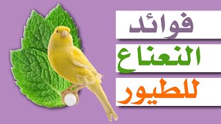 Grands avantages de la menthe pour les oiseaux  فوائد النعناع العظيمة وكيفية تقديمه للطيور