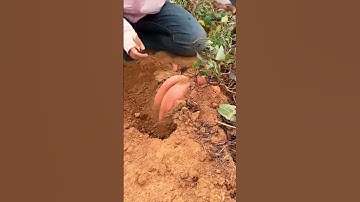 Thumbnail of Harvest sweet potatoes #shorts #farming