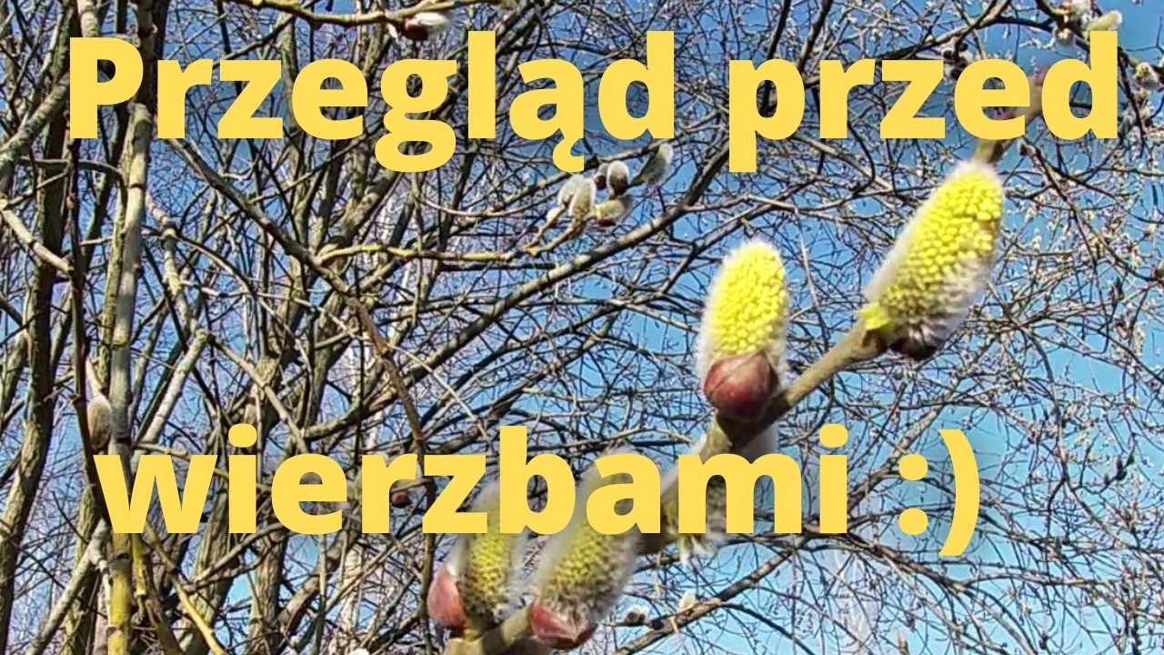 #141 Przygotowania pod pożytki wierzbowe (10.03.2026)
