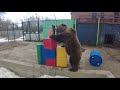 Медведь и кубики