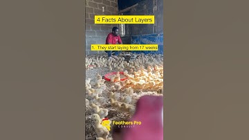 Layer farming facts 🥚🥰 #layers #eggs