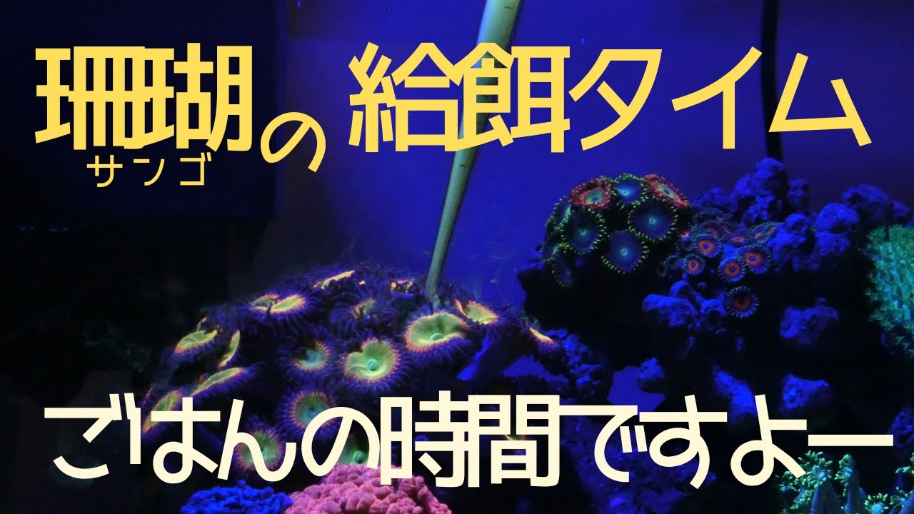 サンゴのごはんタイム