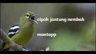 CIPOH JANTUNG NEMBAKKKK