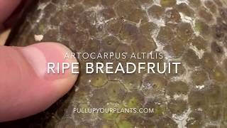 Ripe Breadfruit: Like a Leather Ball Packed with Tropical-Fruit Flavored Bread Dough