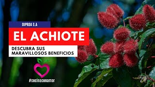 El Achiote  (Bixa orellana), descubra sus maravillosos beneficios.