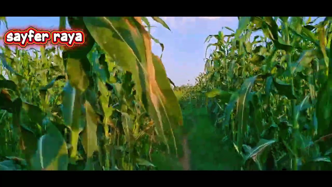 ገዳልት  ና ዓዞዎ 2018 ዓ.ም 