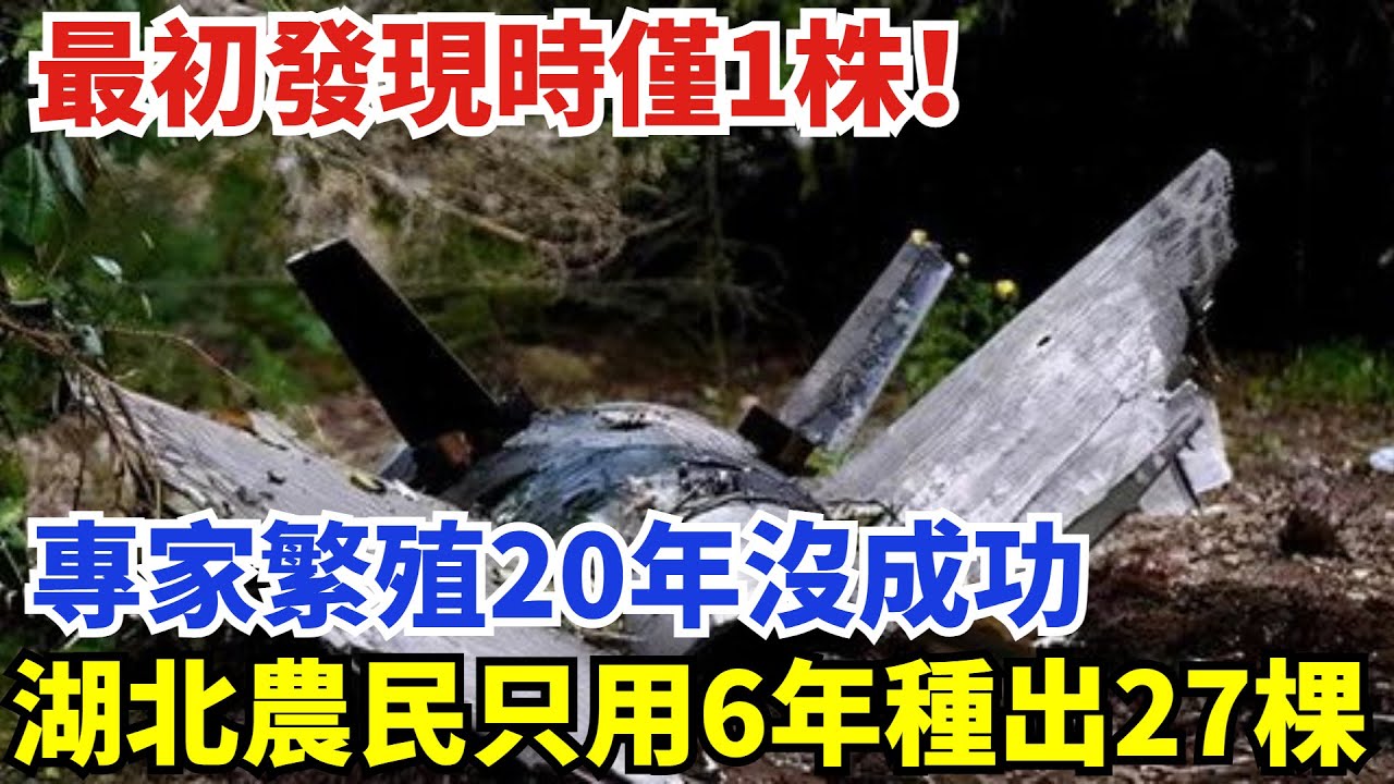 最初發現時僅1株！專家繁殖20年沒成功，湖北農民只用6年種出27棵【盛歷史】#歷史 #歷史故事 #歷史人物 #史話館 #歷史萬花鏡 #奇聞 #歷史風雲天下