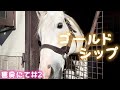 ゴールドシップ『名馬と癒しの時間』馬房にて#2