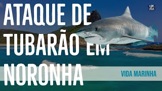 Criança é atacada por tubarão em Fernando de Noronha e tubarão-tigre rouba a cena em Saquarema