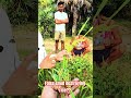 Rice False Smut Disease Control | Stop Jhutha Kadua in Paddy Crop Fast 🌾" #shorts #farmer #paddy