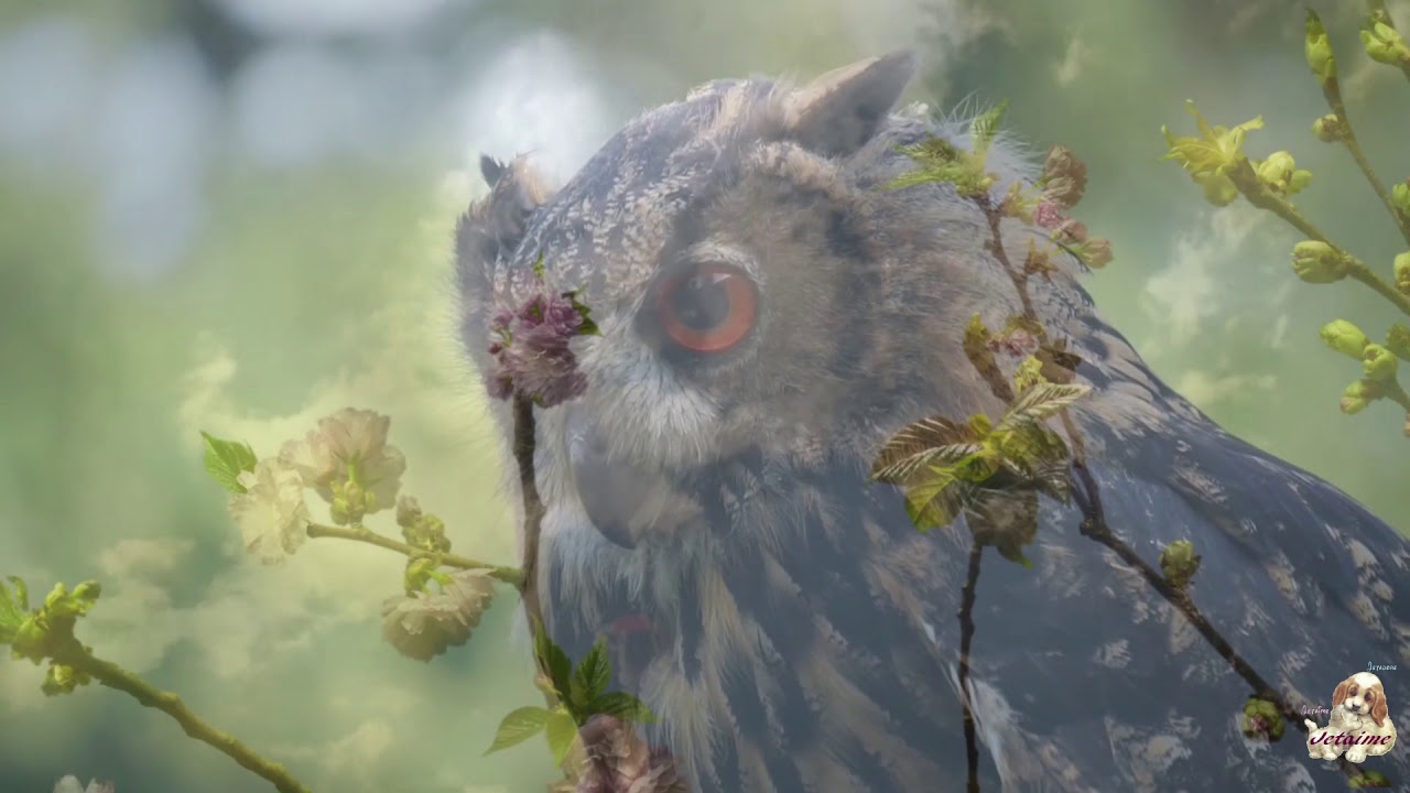 CERVO A PRIMAVERA Riccardo Cocciante YouTube CERVO A PRIMAVERA Riccardo Cocciante YouTube
