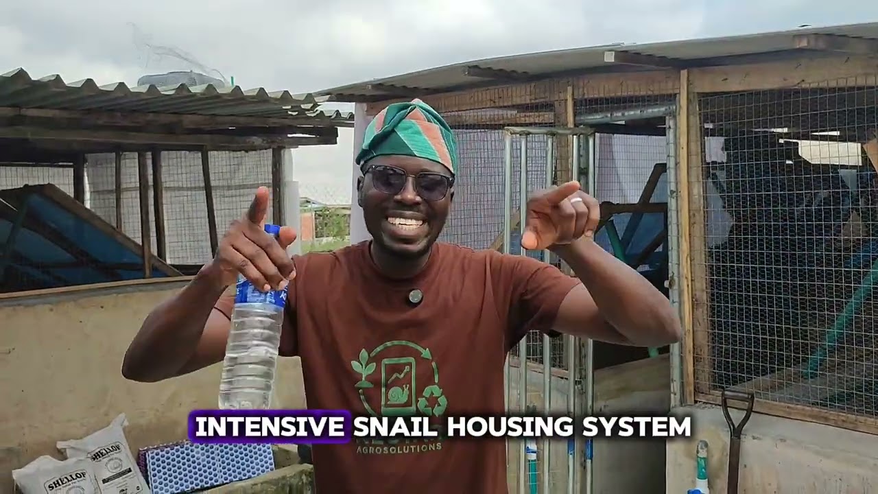 How we Converted an Abandoned Fish Pond into a Profitable Snail Farm without burning the soil.