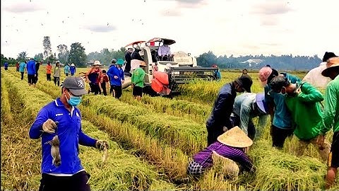 Cận cảnh theo máy cắt bắt chuột ở quê tôi || chia sẻ cảnh cả xóm theo máy cắt bắt chuột