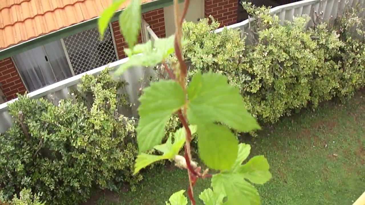 Saaz beer hops first season flowers