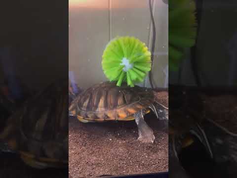 Video: Rødøret skildpadde: beskrivelse, funktioner, foto. Hvor mange tænder har en skildpadde
