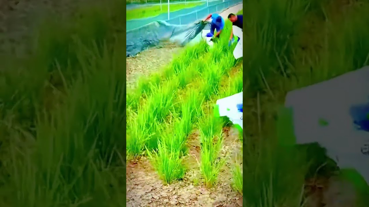 Unique way for farmers to get rid of frogs in rice fields 