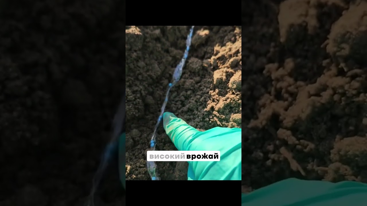 Насіння на стрічці, це те що потрібно на грядці для економії часу