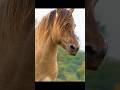 Wild Stallions: A Battle for Dominanc. #shorts #wildlife #animals