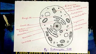 How to draw Eukaryotic cell/ step by step drawing for beginners