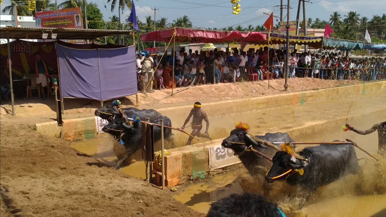 Jeppinamogaru kambala 2020