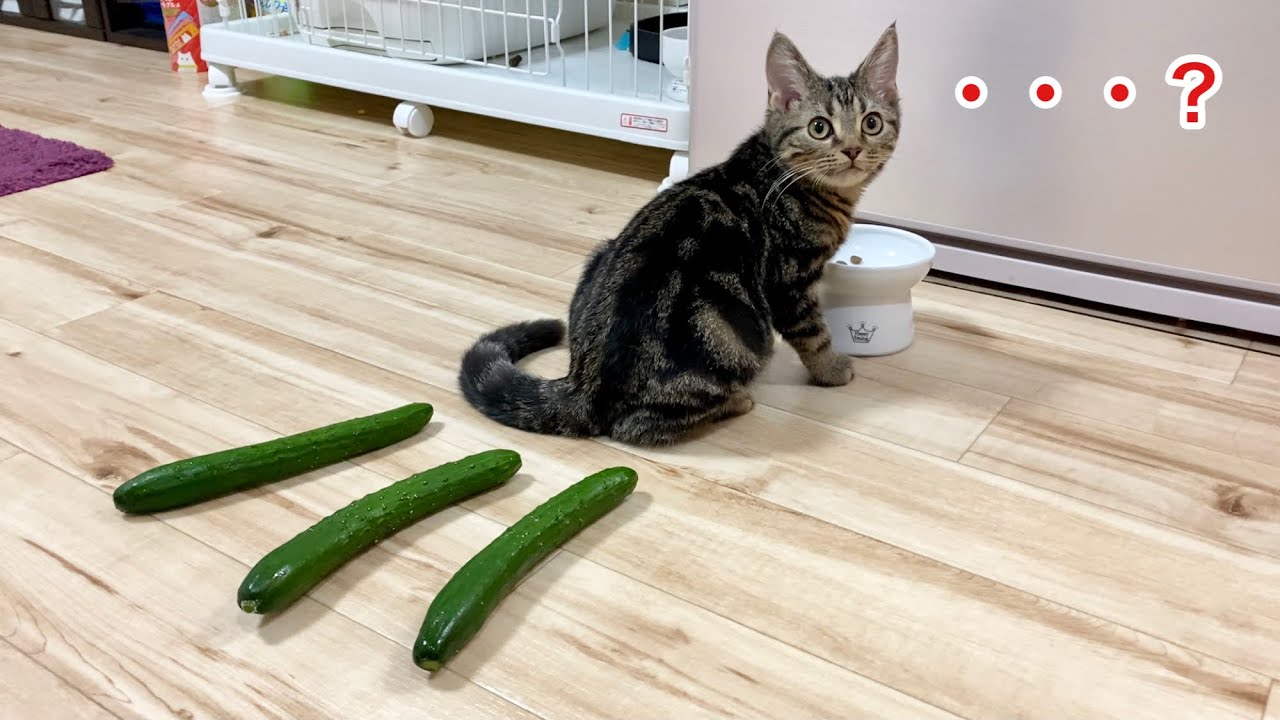 夢中でご飯を食べる子猫の後ろにきゅうりを設置してみた結果ｗ Youtube