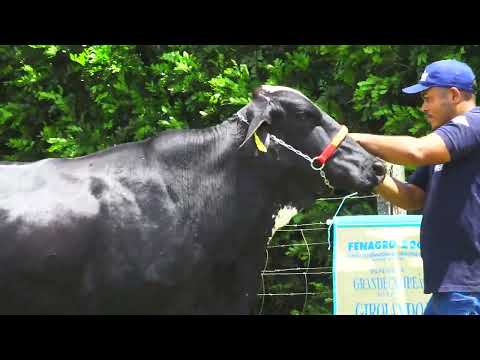 LOTE 13 UBIRACEMA FIV MONTROSS BON BELEM 8019 CF