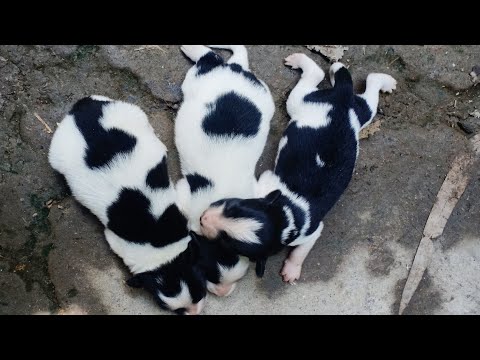 Chó con dễ thương - đàn chó đẹp nhất , Cute puppy dogs videos | Foci