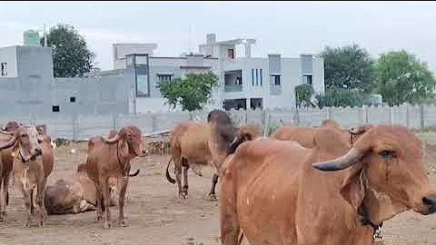 BP gir cows at madhuvan foundation
