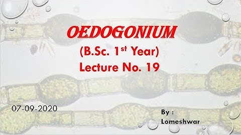 Oedogonium, occurrence, Thallus structure, Cell structure and Cell division in Oedogonium