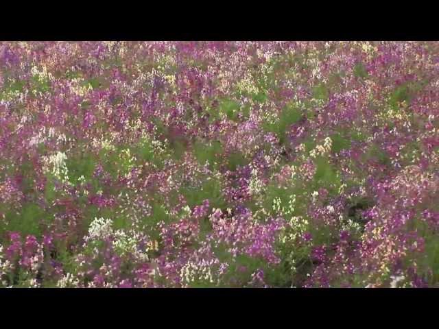 Andreas Vollenweider - Flight Feet & Root Hands