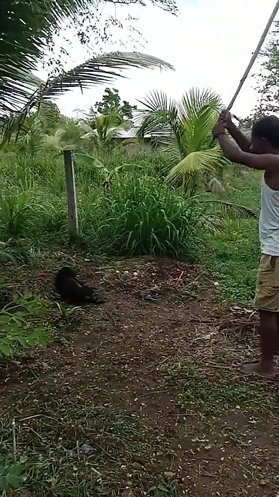 ගැහුවනම් කොමද👉🐆😆