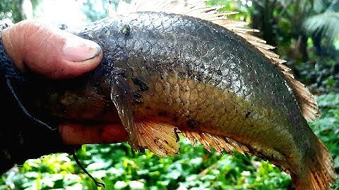 Câu cá rô ruộng .không ngờ dính cá khủng quá nhiều # yotube câu cá hóc môn