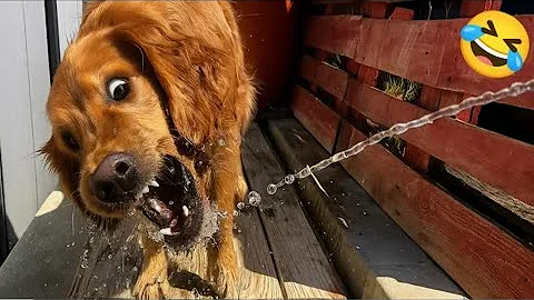 Video 11229021: funniest cats dogs compilation, cat best funniest compilation, cats dogs pets funniest, cat funny pets dog