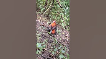 gà rừng mã đỏ đập cánh cực hay.qaib qus ntxuaj ti zoo tiag tiag