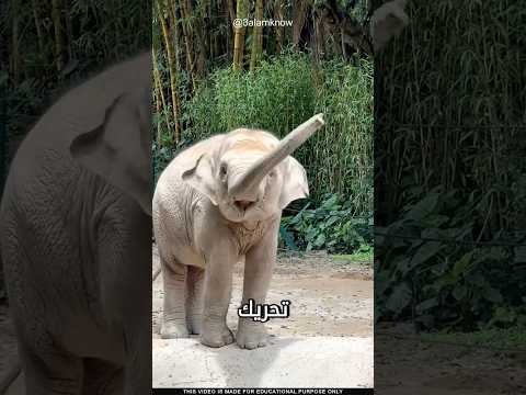 ما سر خرطوم الفيل
