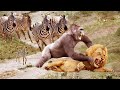 HUNTER BECOMES THE MOTHER! Monkey Save Zebra  From Lion Hunting   Big Cat&#39;s Hunts, Lions Real Fights