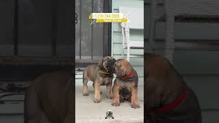 Top-Tier Powerhouse In True Exotic Boerboel Fashion #boerboels #mastiff #boerboelpuppies
