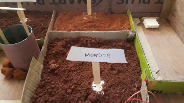 Crop Yield Prediction For Paddy