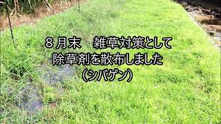 ２年目のセンチピードグラス芝生の種を撒く、まとめ