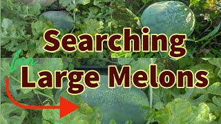 The Ultimate Search Looking For Large Melons