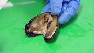 BIOL1014 Mussel Dissection