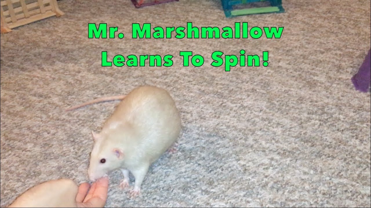 Marshmallow The Rat Learns To Spin (AKA Older Rats CAN Learn!) YouTube