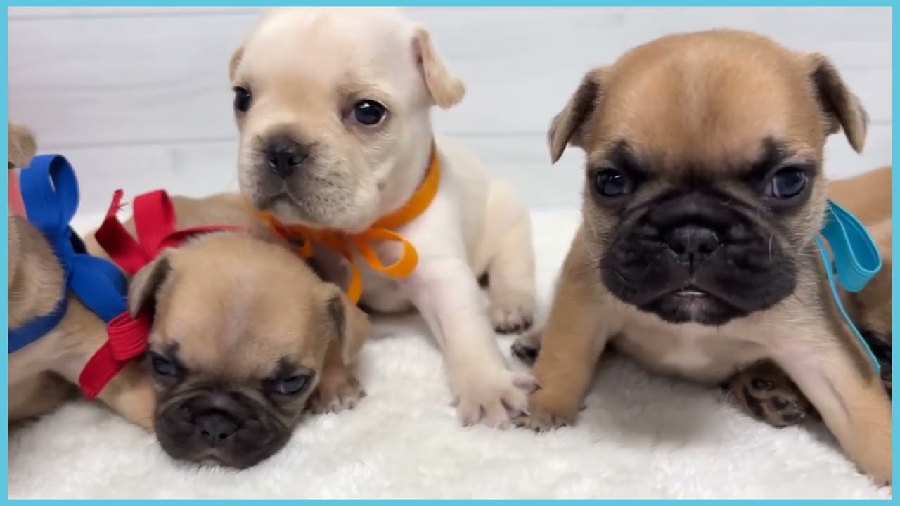 748299 フレンチブルドッグ - YouTube