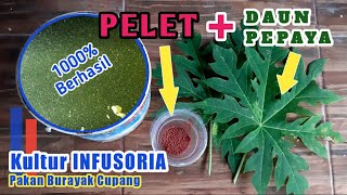 Cara kultur infusoria pakai daun pepaya full proses 🛑 Pakan burayak cupang paling bagus