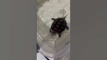 Đút Rùa Alligato và florida snapping ăn tôi nhẹ!