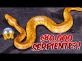 La Serpiente Más Rara Y Cara Que He Hecho !!