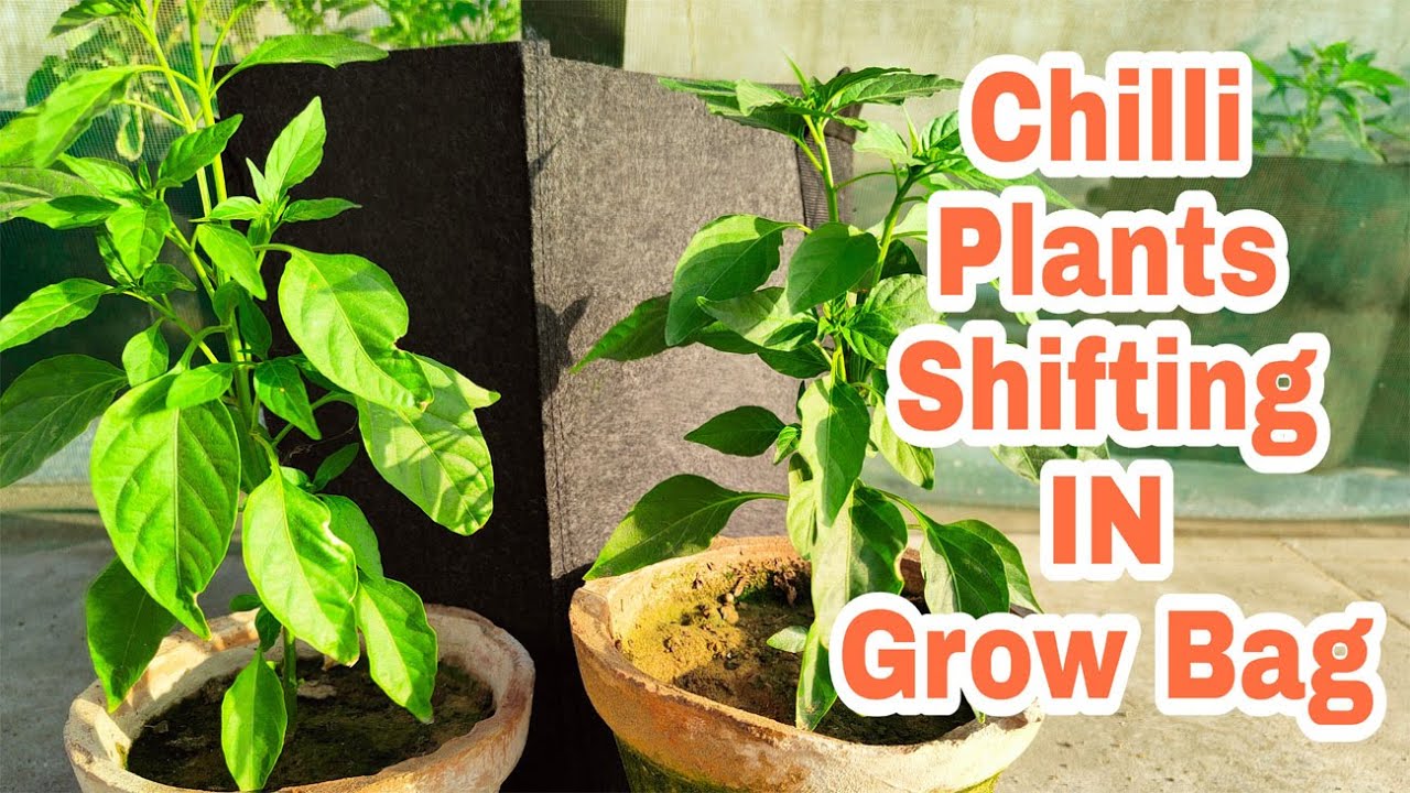 How To RePot a Plant, How To Transfer Plants From Small Pot to Big Pot, KK Home Gardening 009L