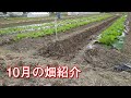 10月(秋)の畑紹介【家庭菜園】