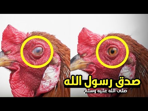 فيديو: هل الدجاجة كلمة حقيقية؟
